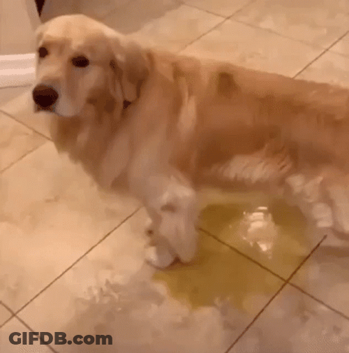 Golden Retriever Pee In The Floor GIF