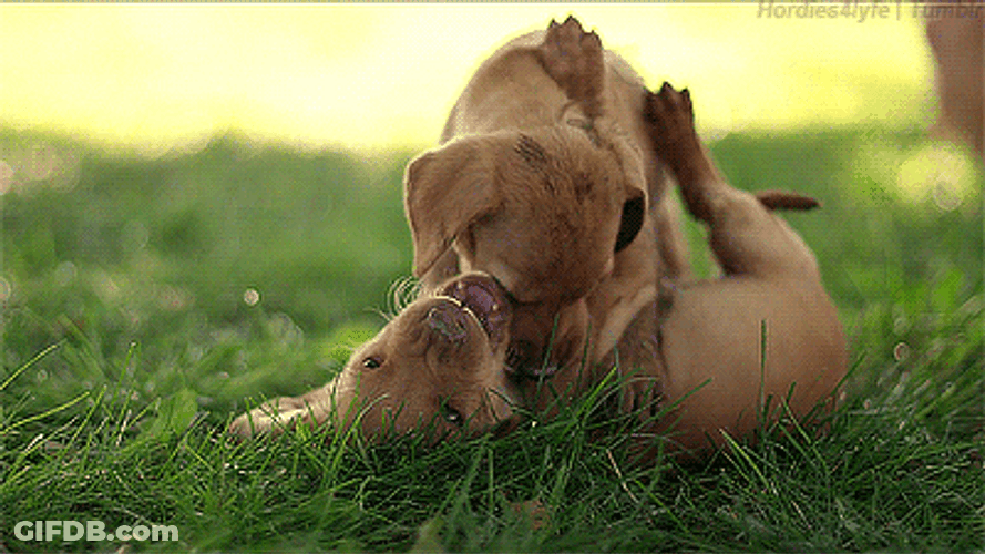 Golden Retriever Playing GIF
