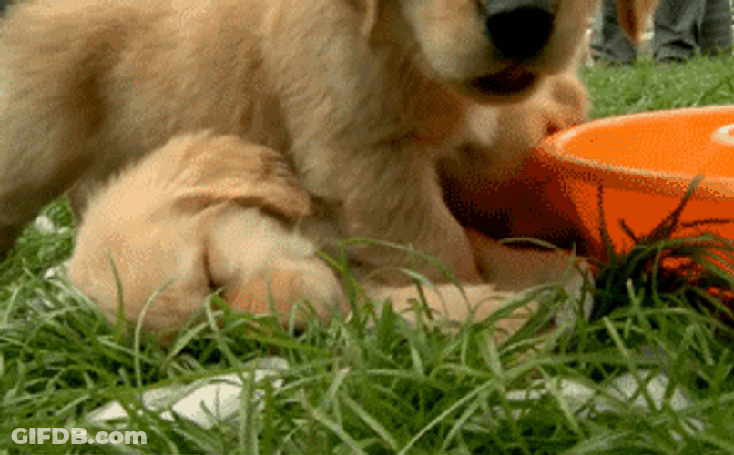 Golden Retriever Puppies GIF