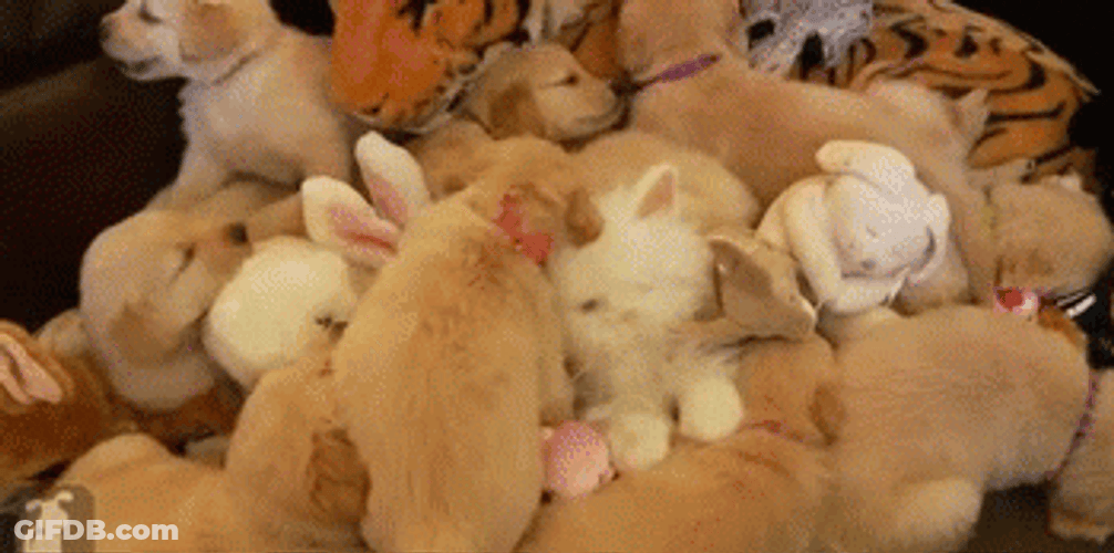 Golden Retriever Puppies With Bunnies GIF