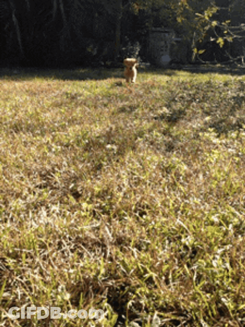 Golden Retriever Puppy Happy Day GIF