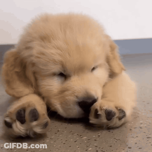 Golden Retriever Puppy Laying Down Eyes Closed GIF