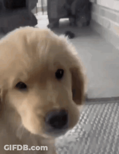 Golden Retriever Puppy Looking At Camera GIF