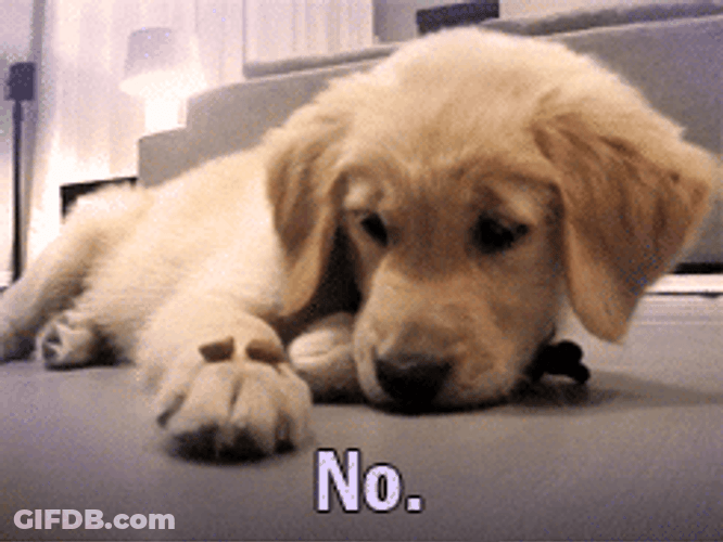 Golden Retriever Puppy No GIF