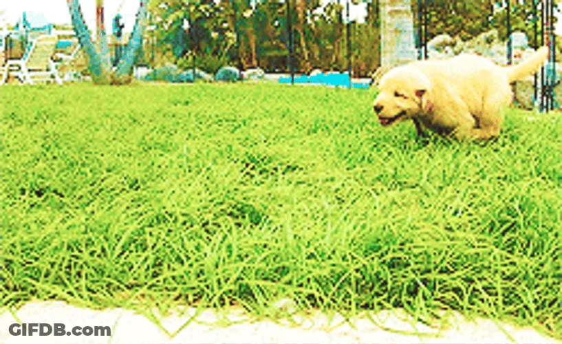 Golden Retriever Puppy Playing Outside GIF