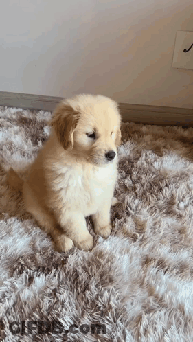 Golden Retriever Puppy Sitting On Fluffy Rug GIF