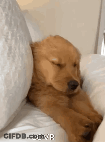 Golden Retriever Puppy Sleeping On Bed GIF