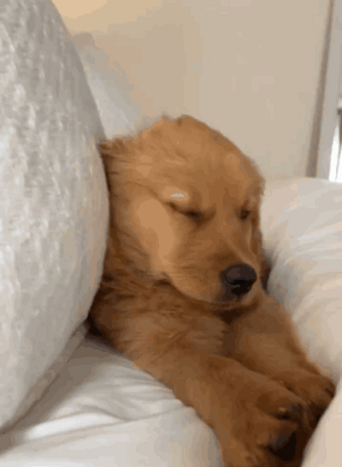 Golden Retriever Puppy Sleepy Meme GIF