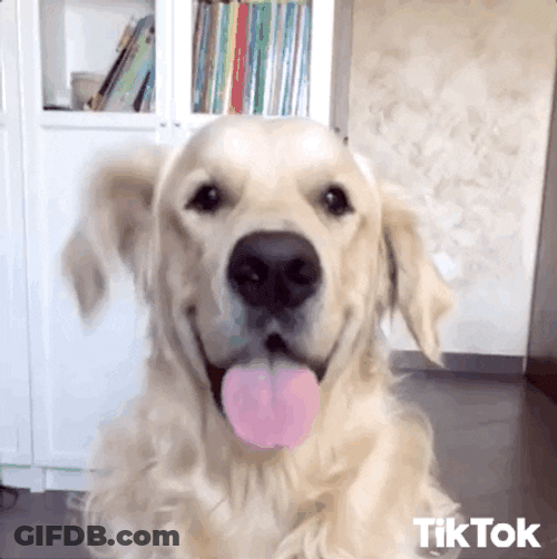 Golden Retriever GIF
