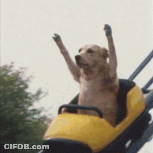 Golden Retriever Rollercoaster GIF