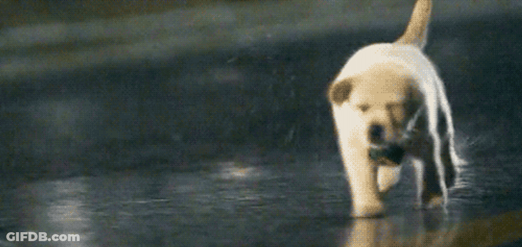 Golden Retriever Running Puppy GIF