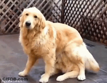 Golden Retriever Sitting In Front Of Wooden Fence GIF