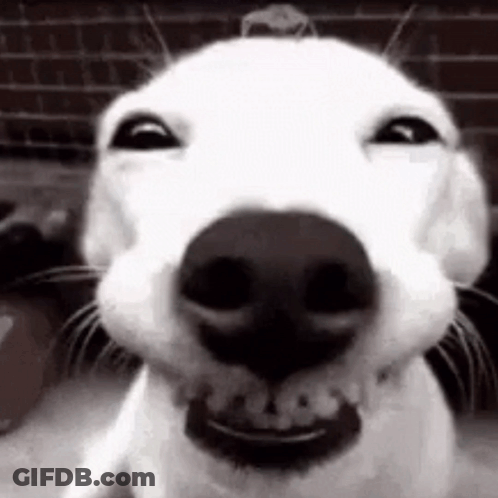 Golden Retriever Sitting With Eyes Closed And Mouth Open GIF