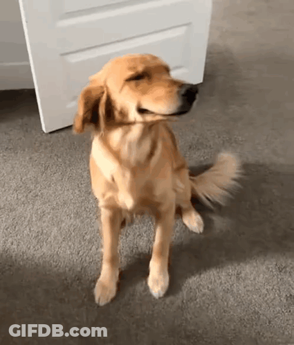 Golden Retriever Sitting With Eyes Closed And Mouth Open GIF