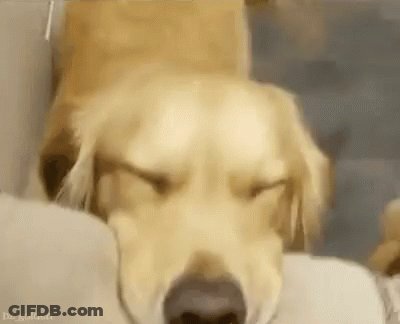 Golden Retriever Sleeping GIF