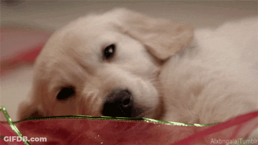 Golden Retriever Sleeping Puppy GIF