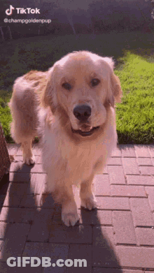 Golden Retriever Standing On Brick Walkway GIF