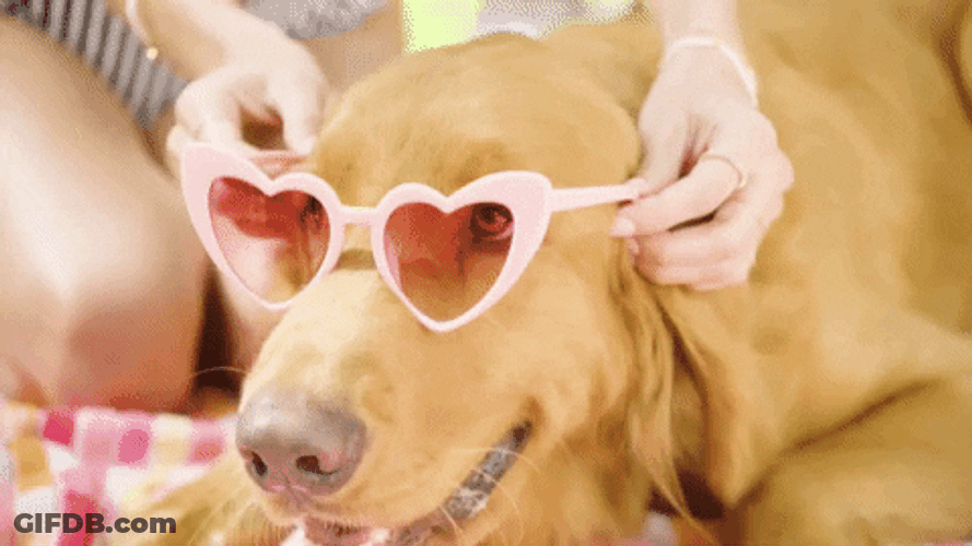 Golden Retriever Sunny Summer GIF