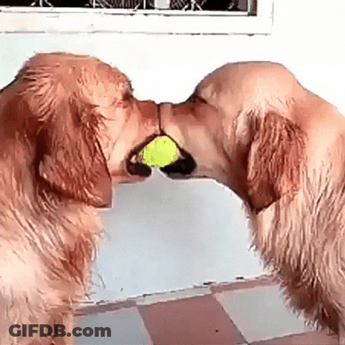 Golden Retriever The Peacemaker GIF