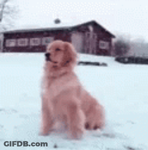 Golden Retriever Waiting Patiently In Snow GIF