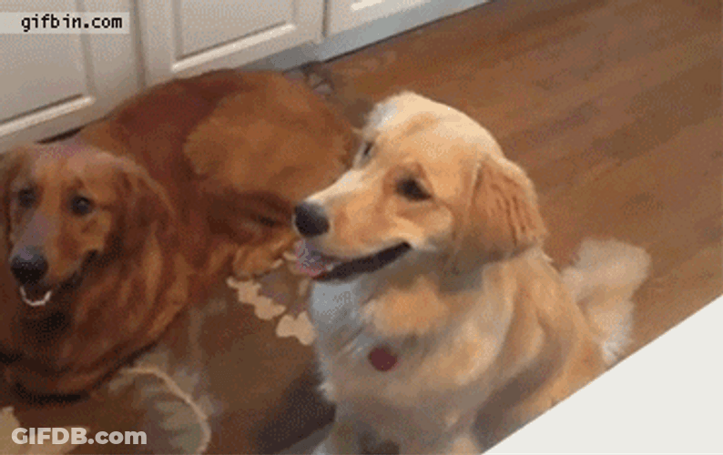 Golden Retriever GIF