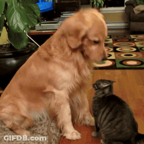 Golden Retriever With Cat GIF