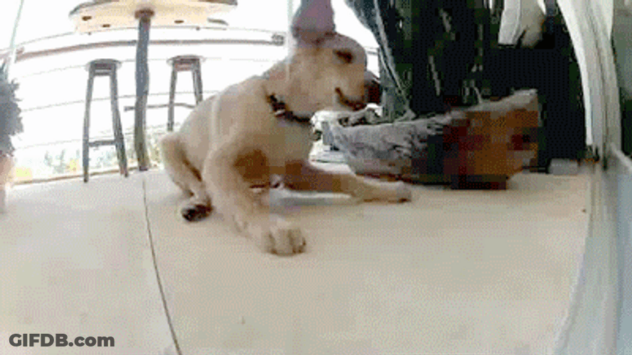Golden Retriever With Chick Friend GIF