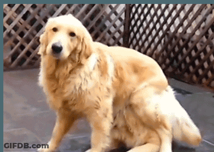 Golden Retriever With Friend GIF