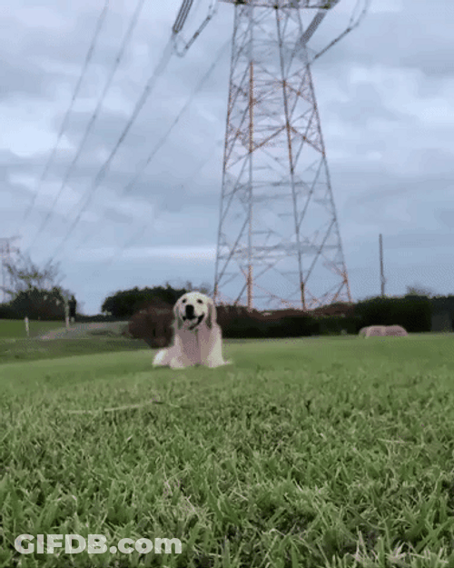 Golden Retriever Zooming Inn GIF