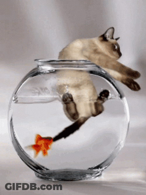 Goldfish Biting The Tail Of A Cat GIF