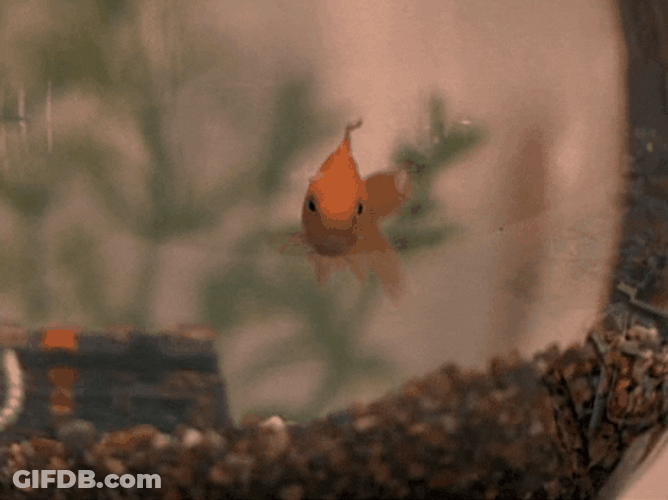Goldfish Breathing In Its Bowl GIF