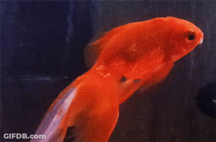 Goldfish Fluttering Its Fins While Staying Still GIF