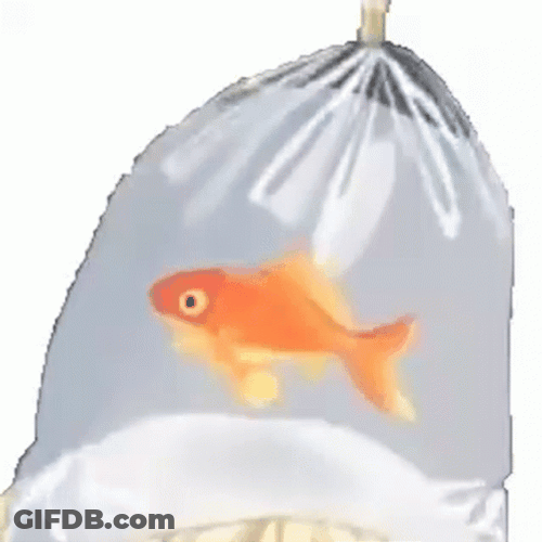 Goldfish In Bouncing Plastic Bag GIF