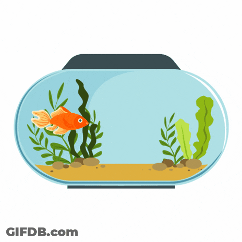 Goldfish Moving Around Plants In Its Bowl GIF