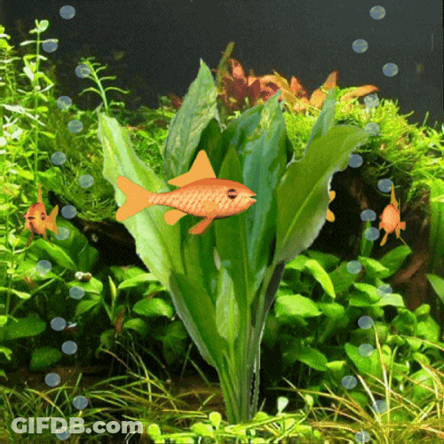 Goldfish Swimming Around A Plant GIF