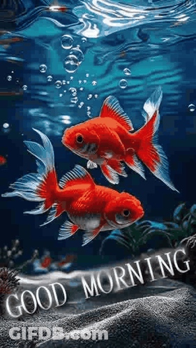 Goldfish Swimming In Bubbles GIF