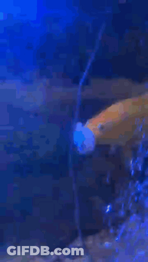Goldfish Using A Baby Pacifier GIF