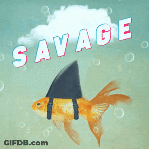 Goldfish With A Shark Dorsal Fin GIF