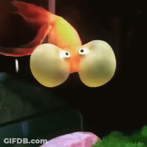 Goldfish With Bloated Cheeks GIF