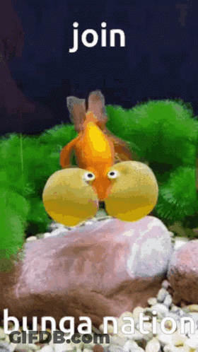 Goldfish With Googly Eyes Saying Join Bunga Nation GIF