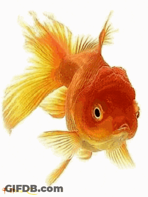 Goldfish With White Background GIF