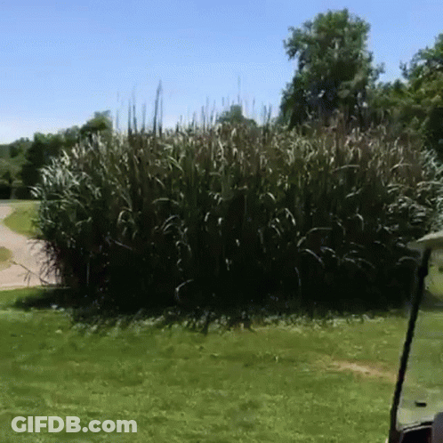 Golf Cart Parked Under Tree Chasing The Birdie GIF