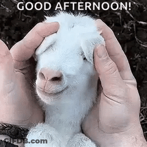 Good Afternoon Baby Goat GIF