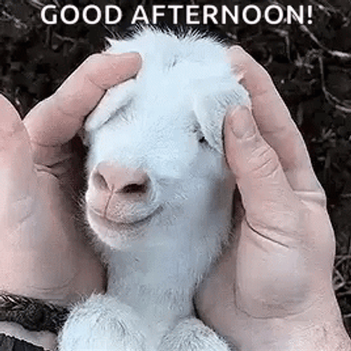 Good Afternoon Baby Goat GIF