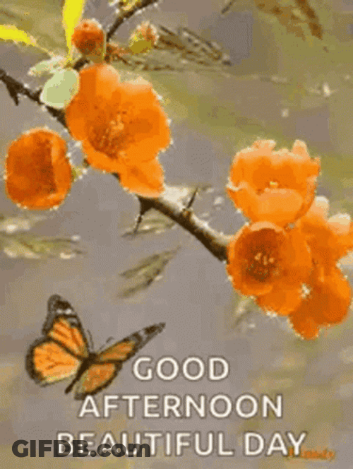 Good Afternoon Beautiful Day GIF