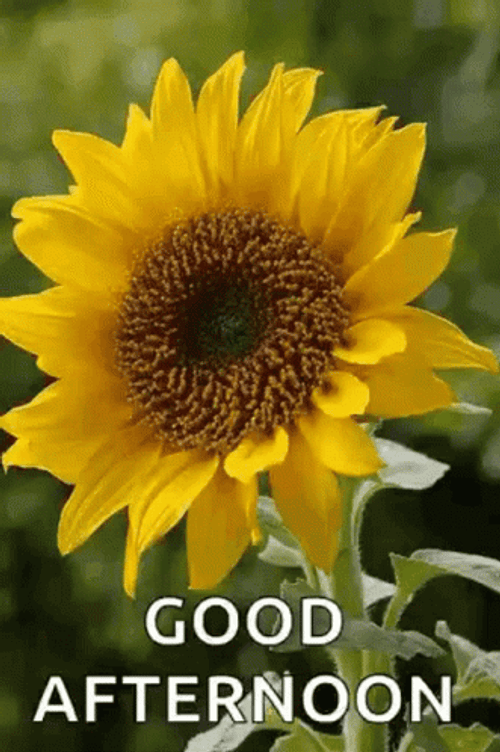 Good Afternoon Blooming Sunflower GIF