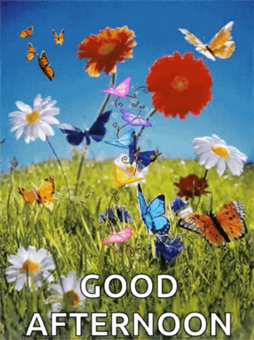 Good Afternoon Butterflies In Garden GIF