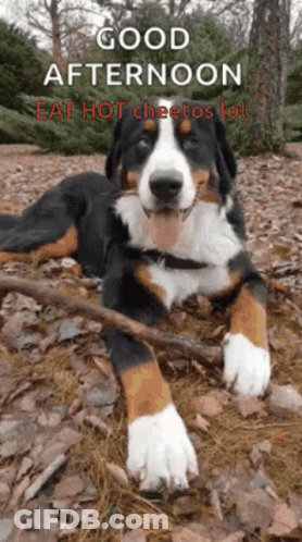 Good Afternoon Dog GIF