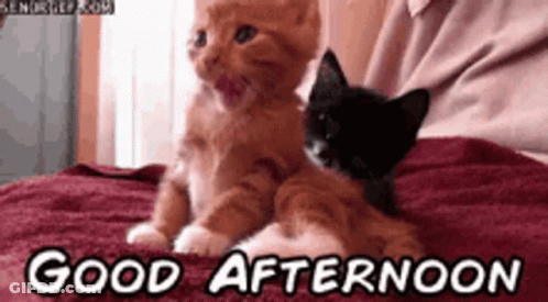 Good Afternoon GIF