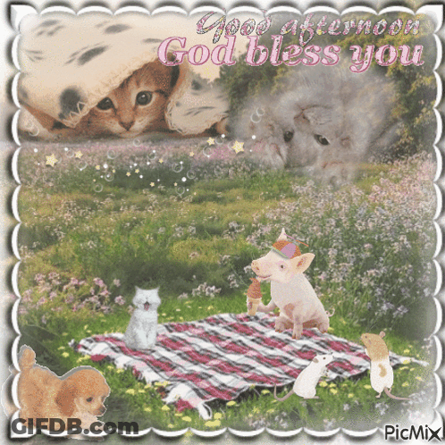 Good Afternoon God Bless You Animals On Blanket GIF